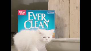 Ever Clean Kedi Kumları