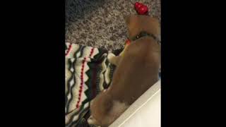 #豆柴#豆吉#柴犬#shibainu　あひるのおもちゃ　mamekiti is playing with duck toys