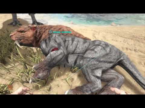 How to tame a Sabertooth in Ark