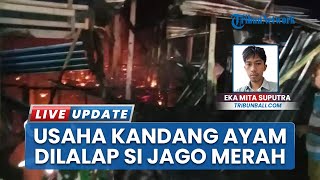 Gegara Korsleting, Api Lahap Kandang Ayam di Desa Nyangglan Bali, Rugikan Pemilik Miliaran Rupiah