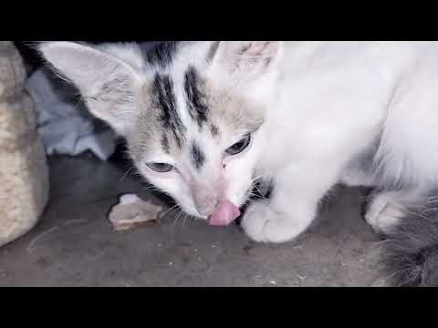 Baby cat playing video 🐱🐱🐱🐱||Cute cat 🐈🐈#catlover #catplaying #cat