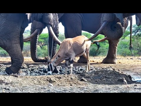 Elephant Gently Pokes An Oryx