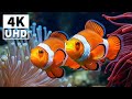 Calm Waters 4K (ULTRA HD) 🐠 Gorgeous Coral Reef Fish - Relaxing Sleep Meditation Melodies