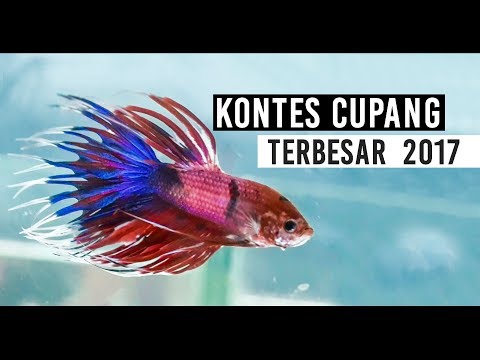 Kontes Ikan Cupang Terbesar 2017 | The Biggest Betta Fish Contest | International Betta Show 2017