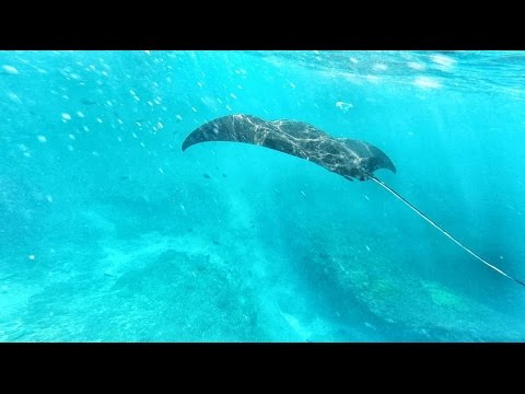 Snorkeling with Manta Ray - Nusa Lembongan
