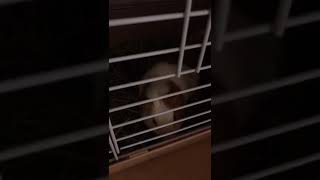 バナナ好きなモル