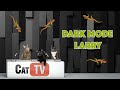 Cat TV Dark Mode Larry Late Night Lizard Hunt For Cats Larry The Lizard