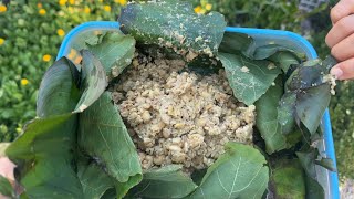 Download lagu Fermented Soybean| Kinema mp3