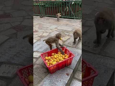 #monkeyeating  #DanceMonkey / #FunnyMonkey /  #FunnyMonkey / #dancemonkey  Ept:201