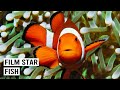 Is Finding Nemo Killing Clownfish The Untold Story