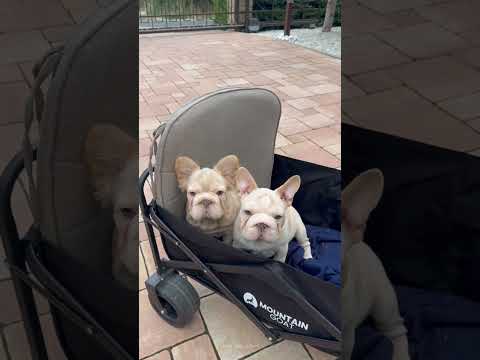 Video 3