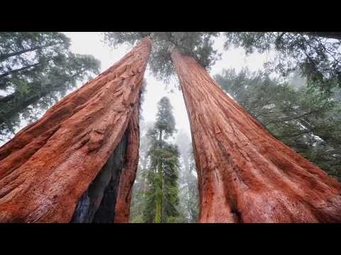 How Big were Trees before Noah's flood  - There are no forests on Earth Video