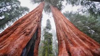 How Big were Trees before Noah's flood  - There are no forests on Earth