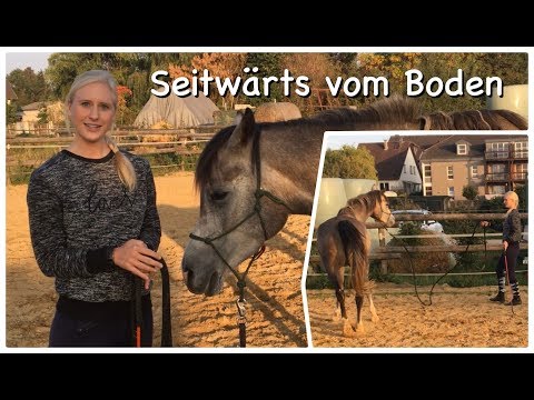Natural Horsemanship: Seitwärts gehen vom Boden