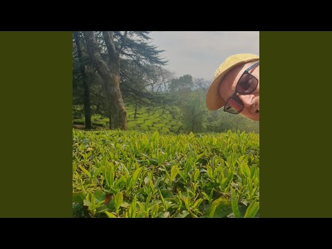Tea Garden