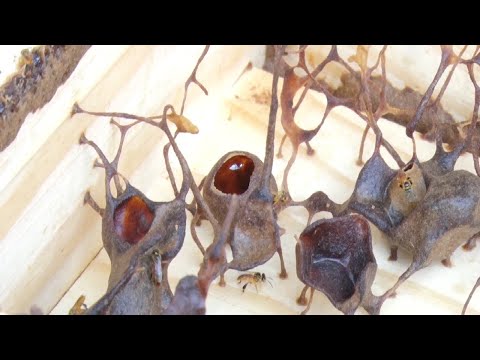 Pesquisadores da UNESP publicam estudo sobre abelhas em revista americana