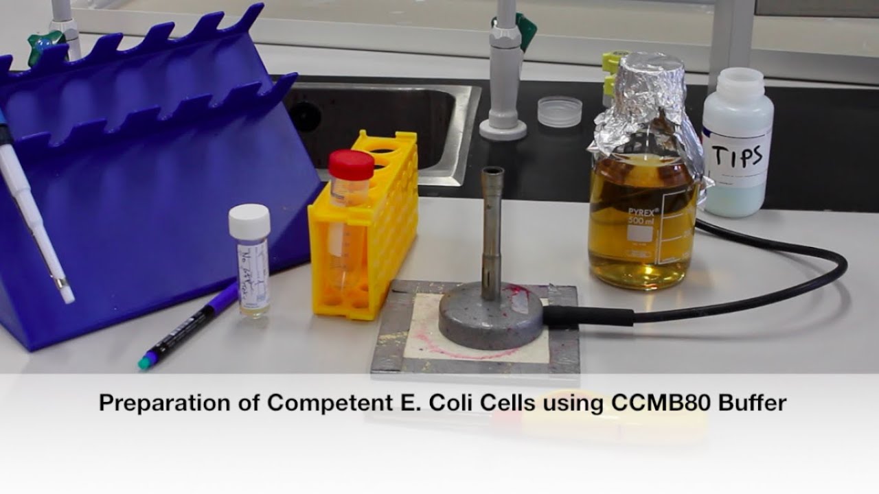 Protocol 5: Preparation of Competent E. Coli Cells