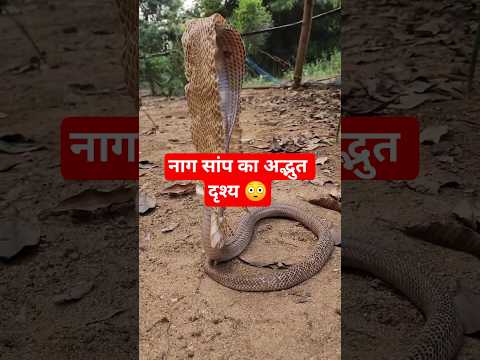 नाग सांप का अद्भुत दृश्य 😳 दिखाई दिया तो संभल कर रहे ये बहोत जहरीला और फुर्तीला हो जाता है #snake #s