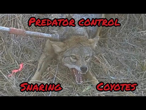 Predator Control: Snaring Coyotes, How To, and Snare Setup!!!