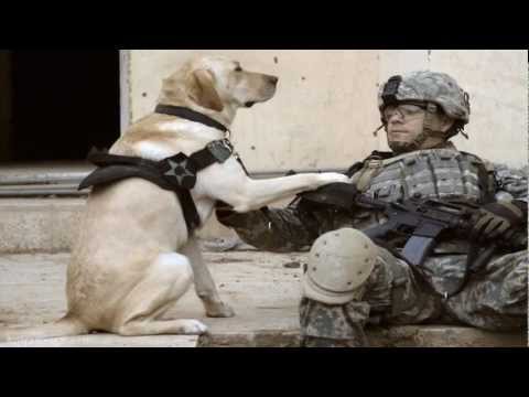 WAR DOGS: K-9 Warrior Tribute. Old and Wise ~ The Alan Parsons Project