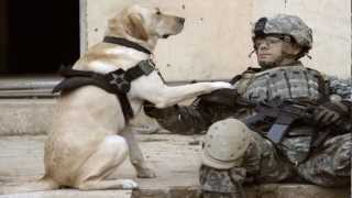 K-9 Warrior Tribute. Old and Wise ~ The Alan Parsons Project
