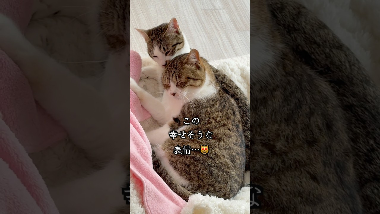 元野良の母猫が、保護から8ヶ月後にこんな姿を見せるようになりました🐱 #shorts  #子猫の成長日記 #保護子猫