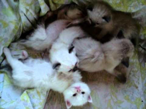 Nalla's kittens waking up Oct 12.MOV