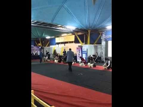 Napoca Dog Show Cluj - CACIB 22.02.2015 - Best of Group IX