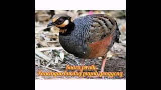 Download lagu suara pancingan burung puyuh gonggong anakan cocok buat pikat mp3 mp3