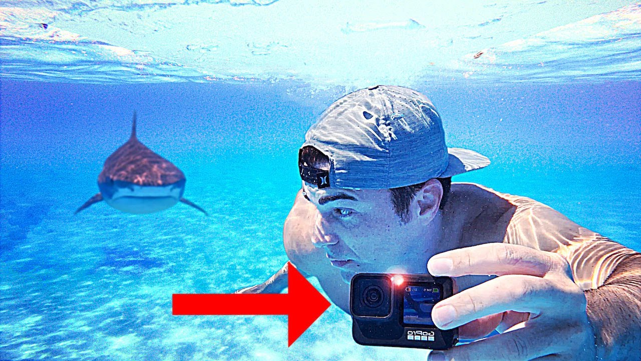 Why do Sharks Attack GoPros?