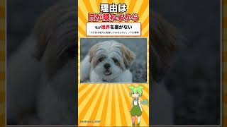【犬種シリーズ #11】顔が「菊の花」と書かれた犬｜シー・ズー