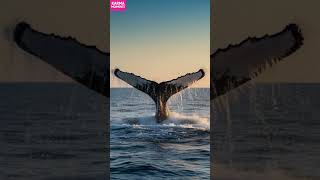 Download lagu Planet's karma #shorts mp3 Download lagu Planet's karma #shorts mp3