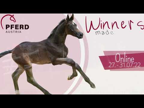 🍀www.fohlenauktion.at - Nr.  3️⃣ "By my side" v. Birkhof 's Bohemian OLD - Sezuan - Gribaldi