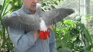 African Grey Parrot - Not for Everyone