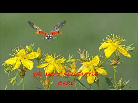 download lagu mp3 mp4 Selamat Pengantin Baru Anita Sarawak, download lagu Selamat Pengantin Baru Anita Sarawak gratis, unduh video klip Download Selamat Pengantin Baru Anita Sarawak Mp3 dan Mp4 Music Online Gratis