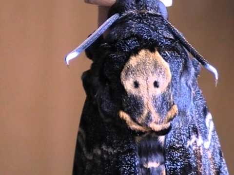 Quale crema cancellano posti di pigmentary Su un collo il pigmentary nota da che