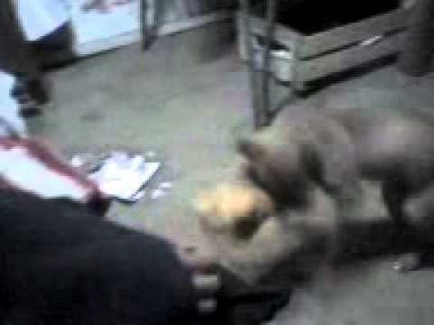 video gracioso Nina y su peluche