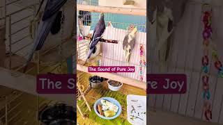 Download lagu ​The Sound of Pure Joy: Cockatiel Whistles That Will Melt Your Heart! mp3