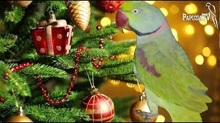 Alex the Alexandrine Parakeet in Christmassy – Hogmanay Mood