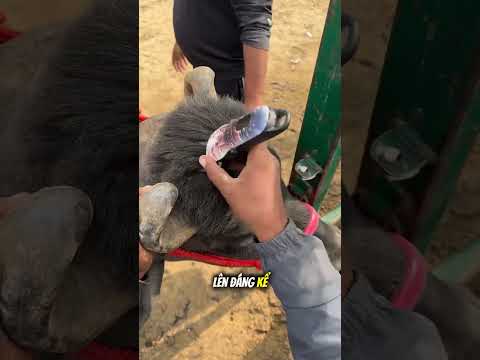 Trâu được “makeup” trước lễ hội 😳