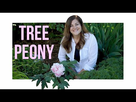 Tree Peony // Garden Answer