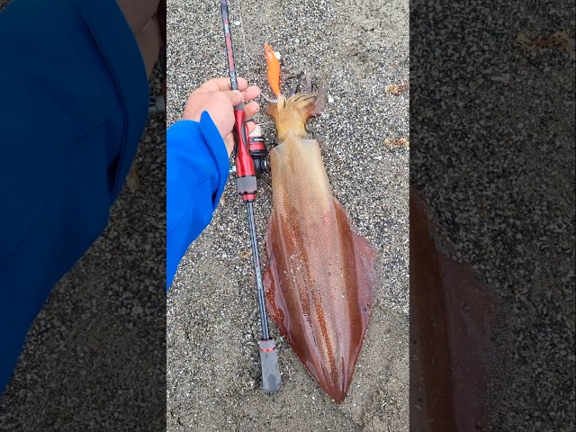 Vídeo relacionado con AKAMI Zebra Stripe Squid Jig - Potera Eging para sepias y calamares | Acción natural, alto atractivo, máxima captura (GOLD TIGER)