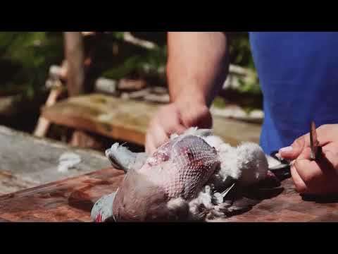 How to debreast a pigeon (works for any game bird!)