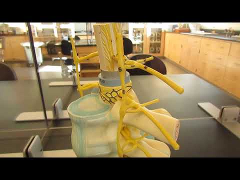 Sympathetic Trunk and Ganglia