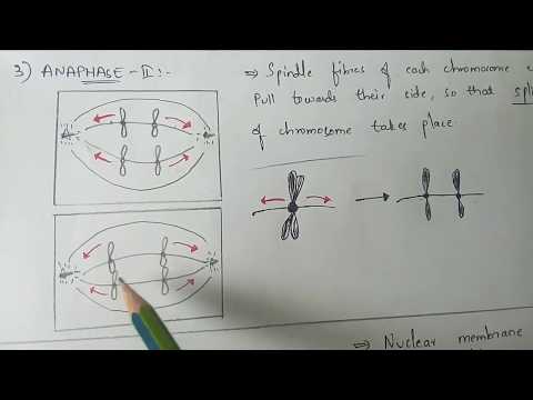 MITOSIS BIOTECHNOLOGY BY PHANINDRA