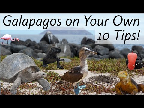 Galapagos on Your Own: Top 10 Tips!