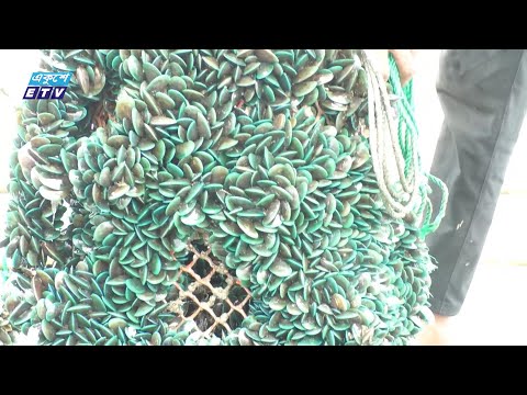 সামুদ্রিক জলাশয়ে ঝিনুক ও সামুদ্রিক শৈবাল চাষে সফলতা, ডলার আয়ের স্বপ্ন