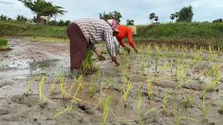 បេសកកម្ម​ស្ទូងស្រូវ, Cambodian farmers transplanting rice