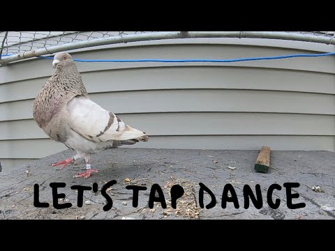 Cuban Thief Pouter Pigeon - Dancing
