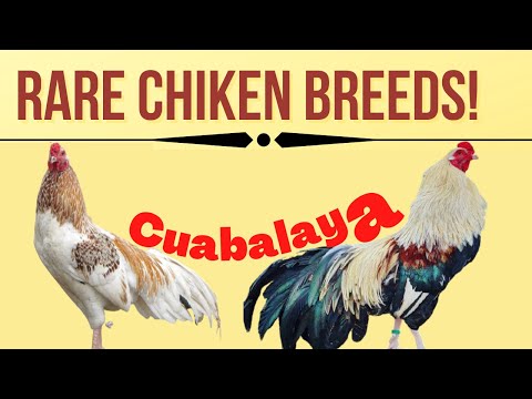 , title : 'Cubalaya chicken||Cuban breed of domestic chicken| History of Cublaya Chicken'